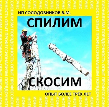 Вырубка деревьев