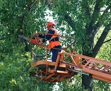 Обрезка деревьев