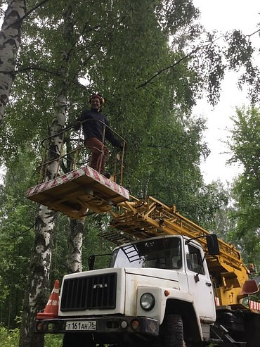 Спил деревьев