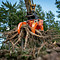 woodcracker G1250