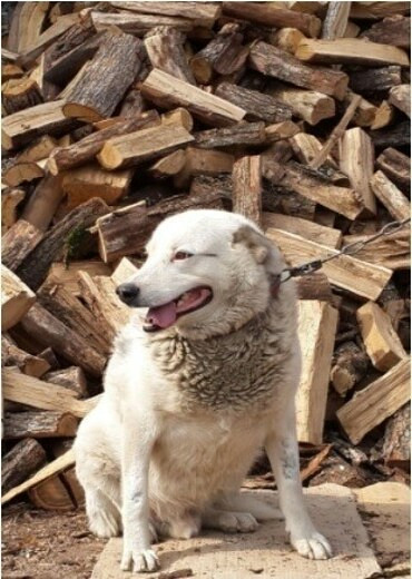 Доставка дров и угля