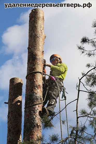 Обрезка деревьев