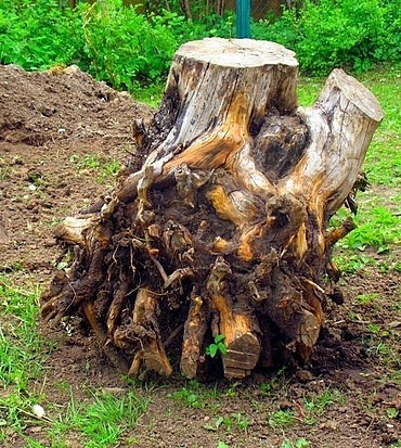 Корчевание пней