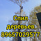 Спил сухих и аварийных деревьев, обрезка плодовых