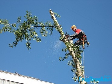 Подрезка деревьев, вырубка сухостоя и аварийных деревьев