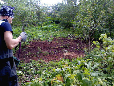 Удаление пней