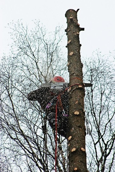 Вырубка деревьев