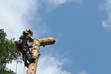 Вырубка, спил деревьев