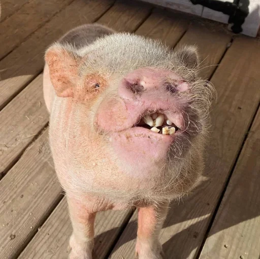 minipigi_by_fStikBot