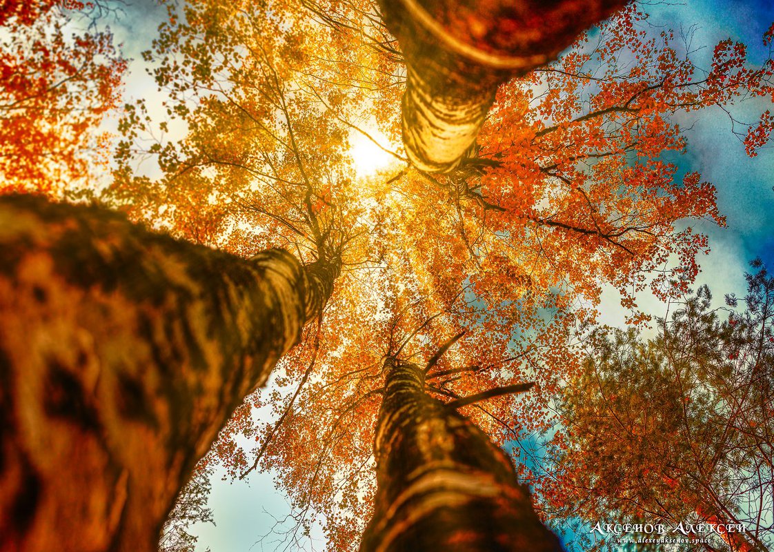 Осенний лес — Фото №1314108