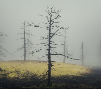 Мёртвый лес