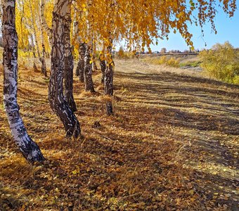 Осень на берегу реки Омь