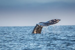 Серые киты – что вы про них знаете? Тест