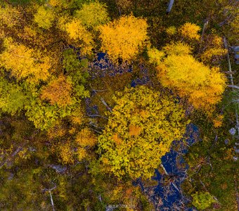 Осенний лес Карелии