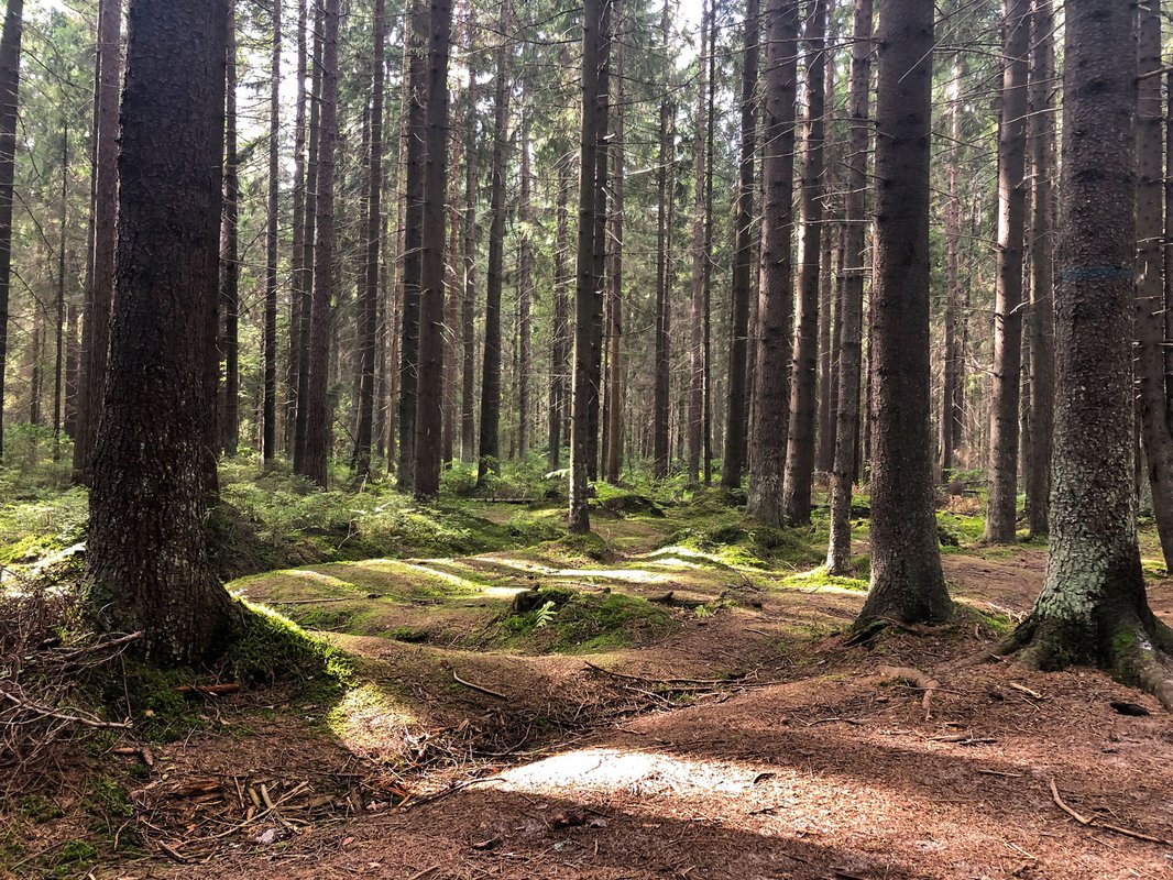 Какие леса в санкт петербурге. Горьковское ленинградская область сосновый лес. Сосняки-брусничники череповецкого района. Котельский заказник ленинградской. Лес под питером.