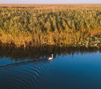 Лебедь-шипун в Астраханском заповеднике