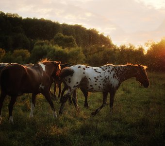 Summer morning II