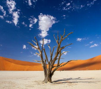 Палитра пустыни Намиб