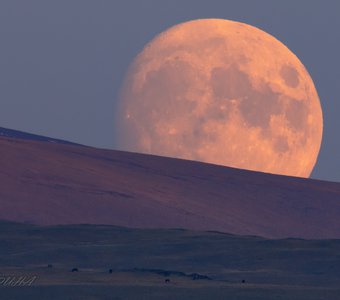 Кони и Луна. Монголия.