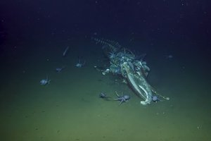 Кушать подано: пир морских жителей на туше кита