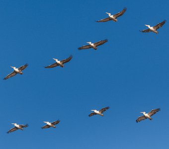 Пеликаний полёт