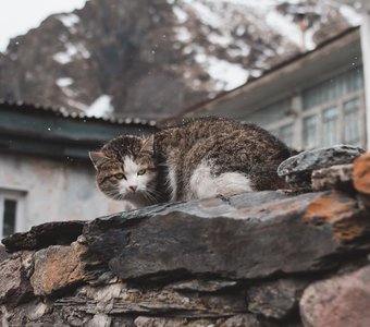 Суровый климат - суровый кот