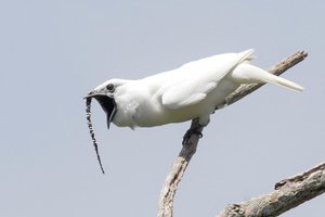125 дБ брачного зова: как кричит самая громкая птица в мире