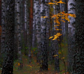 Осенний лес(III). Беларусь, Гомельский район, 2019
