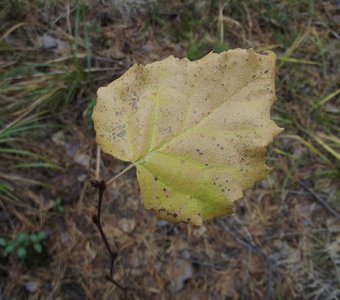 Осень - последний лист