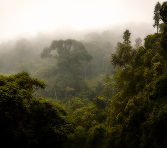 Туман в тропическом лесу