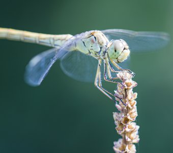 eyes to eyes