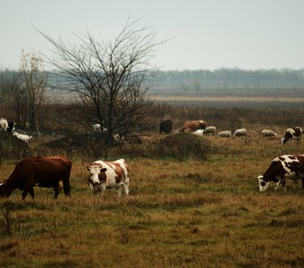 Выгон коров. Самарская область