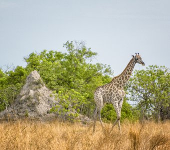 Жираф и термитник