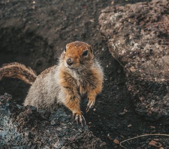 Берингийский суслик