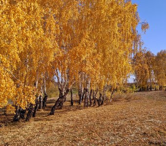 Золото осени