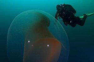 Как выглядит подводная капсула с яйцами кальмара?