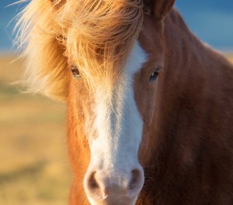 Исландские лошадки
