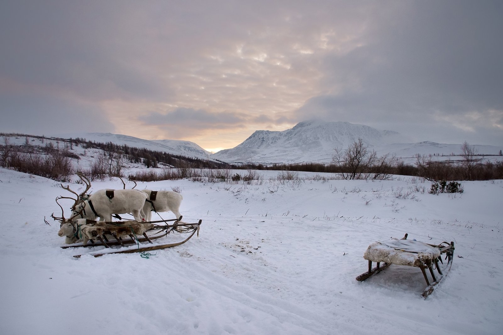 Белые олени