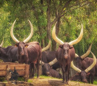 Королевские коровы Руанды