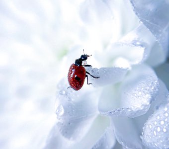 Ladybug