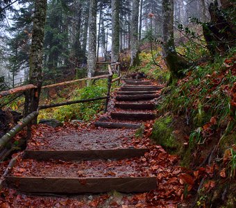 Лестница в горном лесу