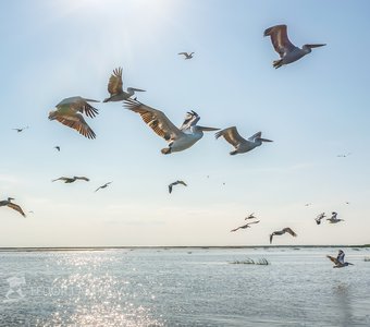 Полёт пеликанов