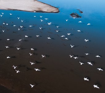 Пеликаны в дельте Волги