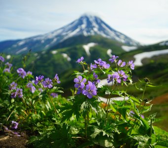 Камчатка