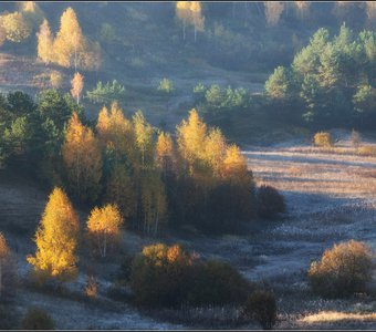 Стоят берёзки золотые