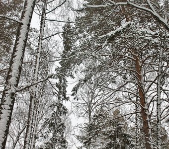 Там, за соснами, - небо колышется...