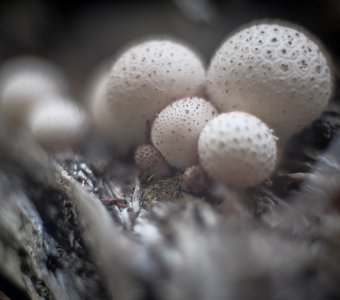 Таинственные грибы