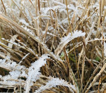 Winter grass