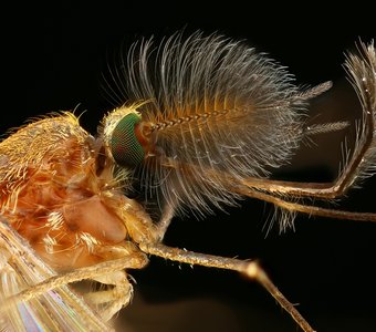 Самец комара-звонца