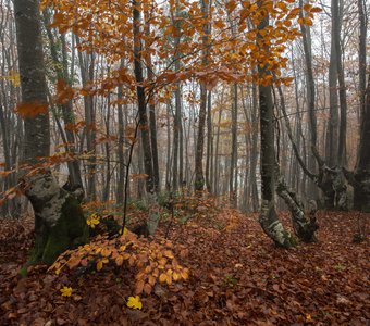 Мистика осеннего леса